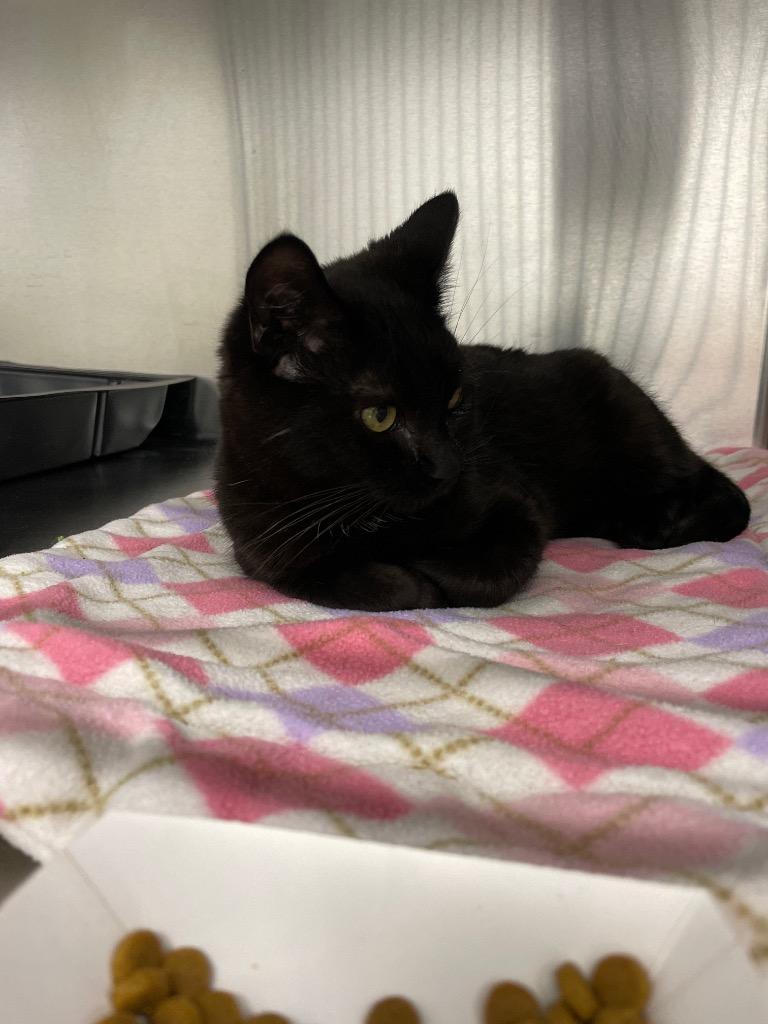 Enlarge Coco (aka Cocoa), a Adoptable mixed breed in Cumberland, ME image 2/3