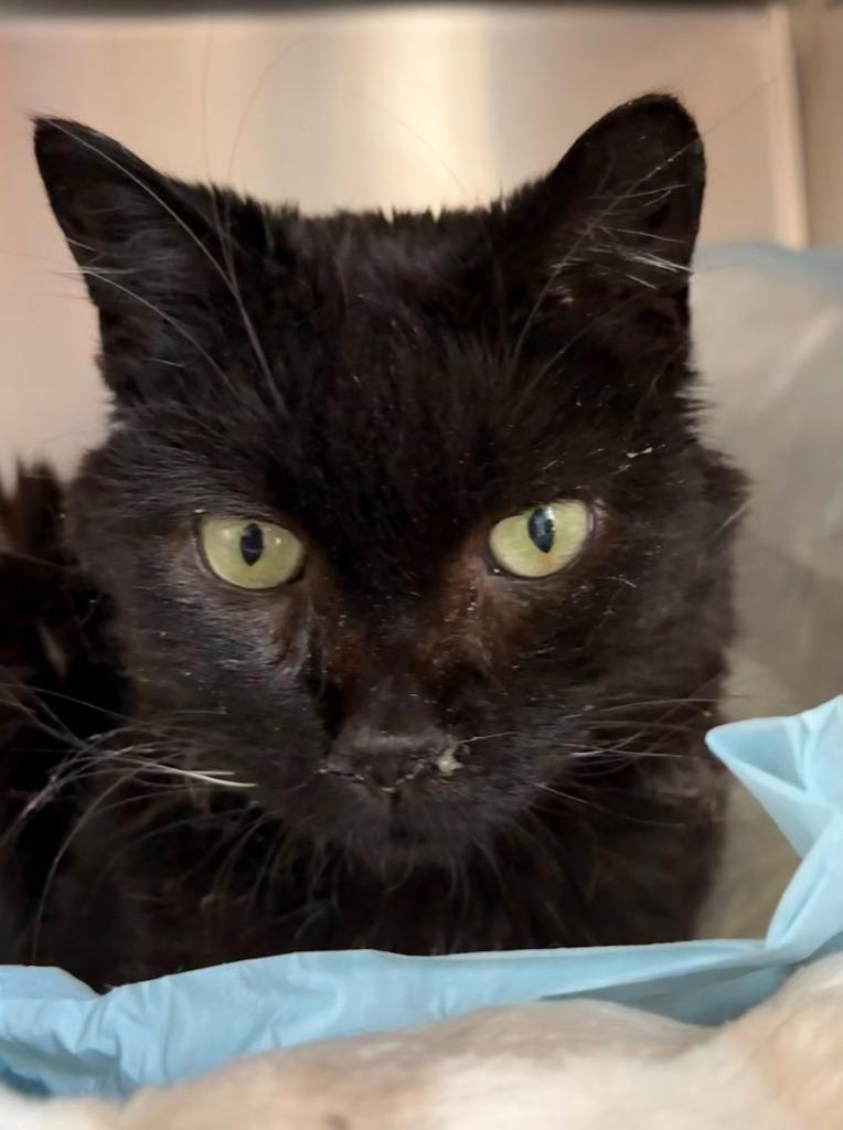 Enlarge Coco (aka Cocoa), a Adoptable mixed breed in Cumberland, ME image 3/3