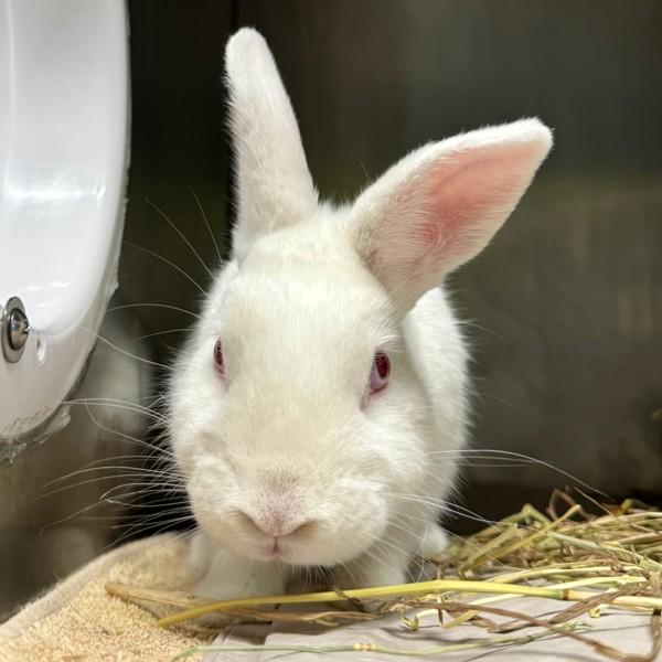 Enlarge Frosty, a Adoptable mixed breed in Oakville, ON image 1/1