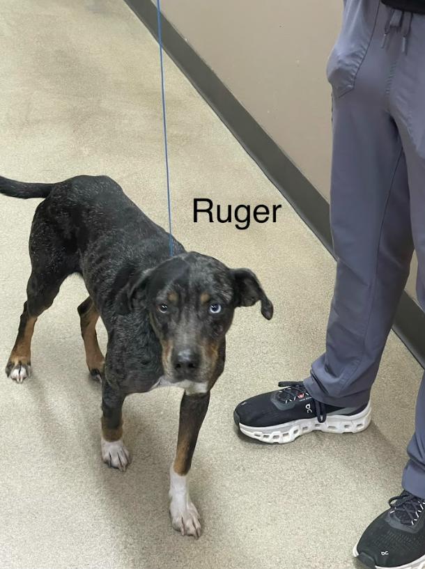 Ruger, Adoptable, Adult Male Mixed Breed.