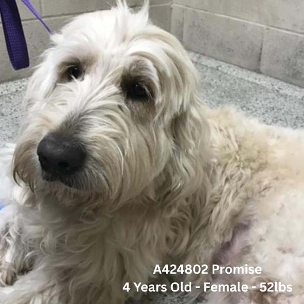 Promise, Adoptable, Adult Female Mixed Breed.