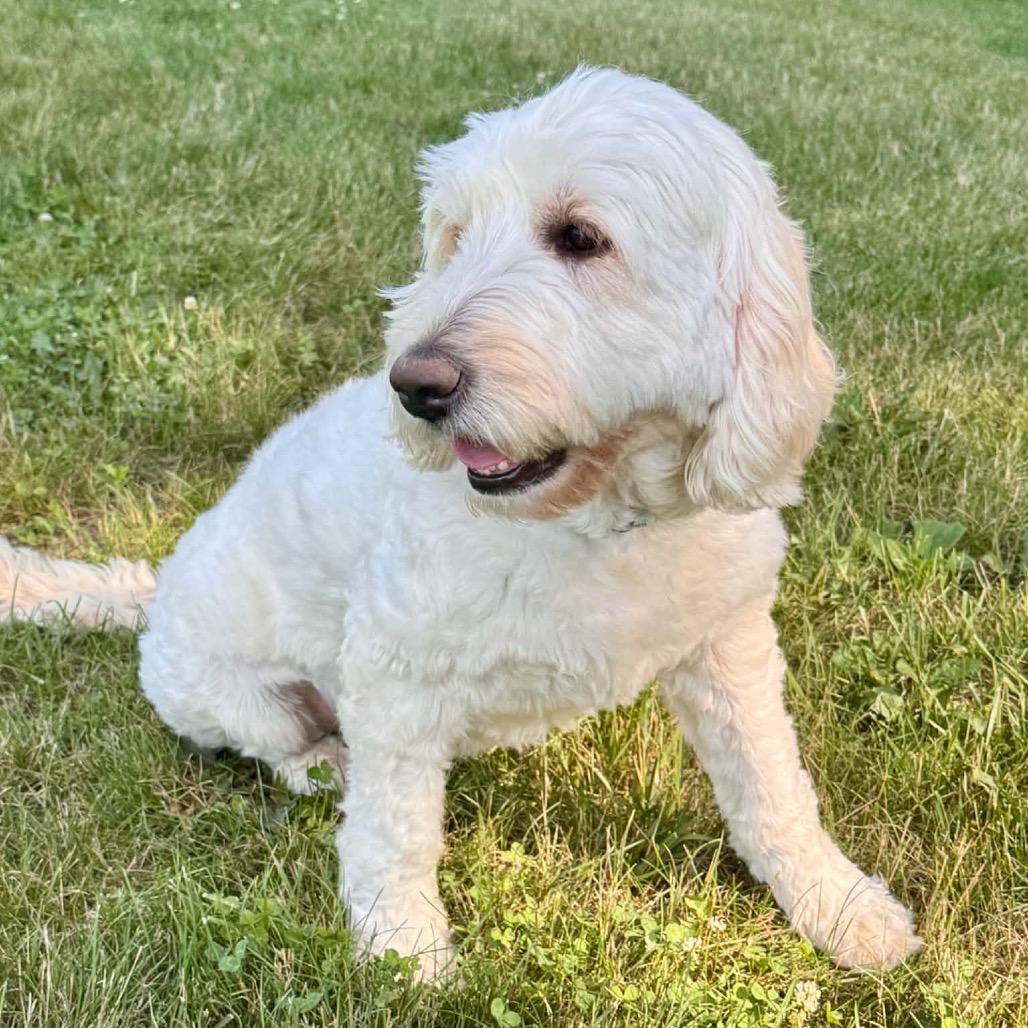 Enlarge Promise, a Adoptable Mixed Breed in Tomah, WI image 3/5