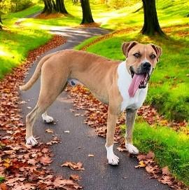 T-Bone, a Adoptable mixed breed in Williston, VT image 1/4