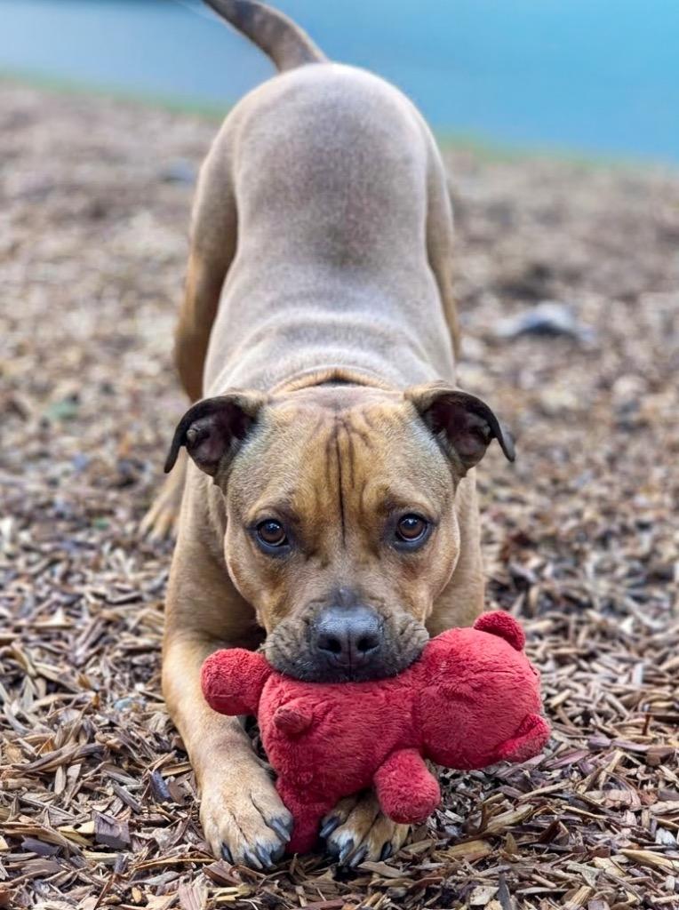 Enlarge Roo, a Adoptable mixed breed in Vashon, WA image 1/3