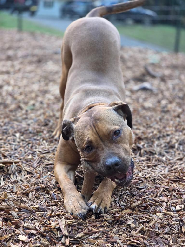 Roo, a Adoptable mixed breed in Vashon, WA image 1/3