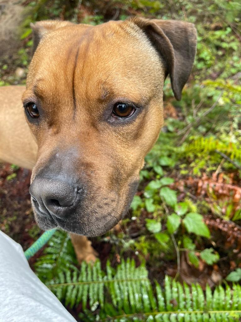 Roo, a Adoptable mixed breed in Vashon, WA image 2/3