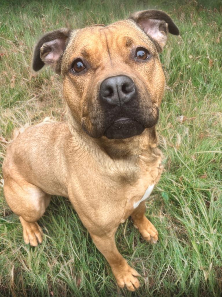 Roo, a Adoptable mixed breed in Vashon, WA image 3/3