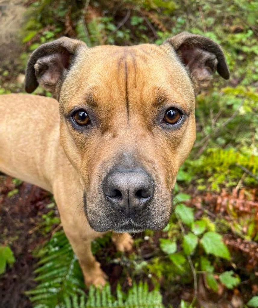 Enlarge Roo, a Adoptable mixed breed in Vashon, WA image 3/3