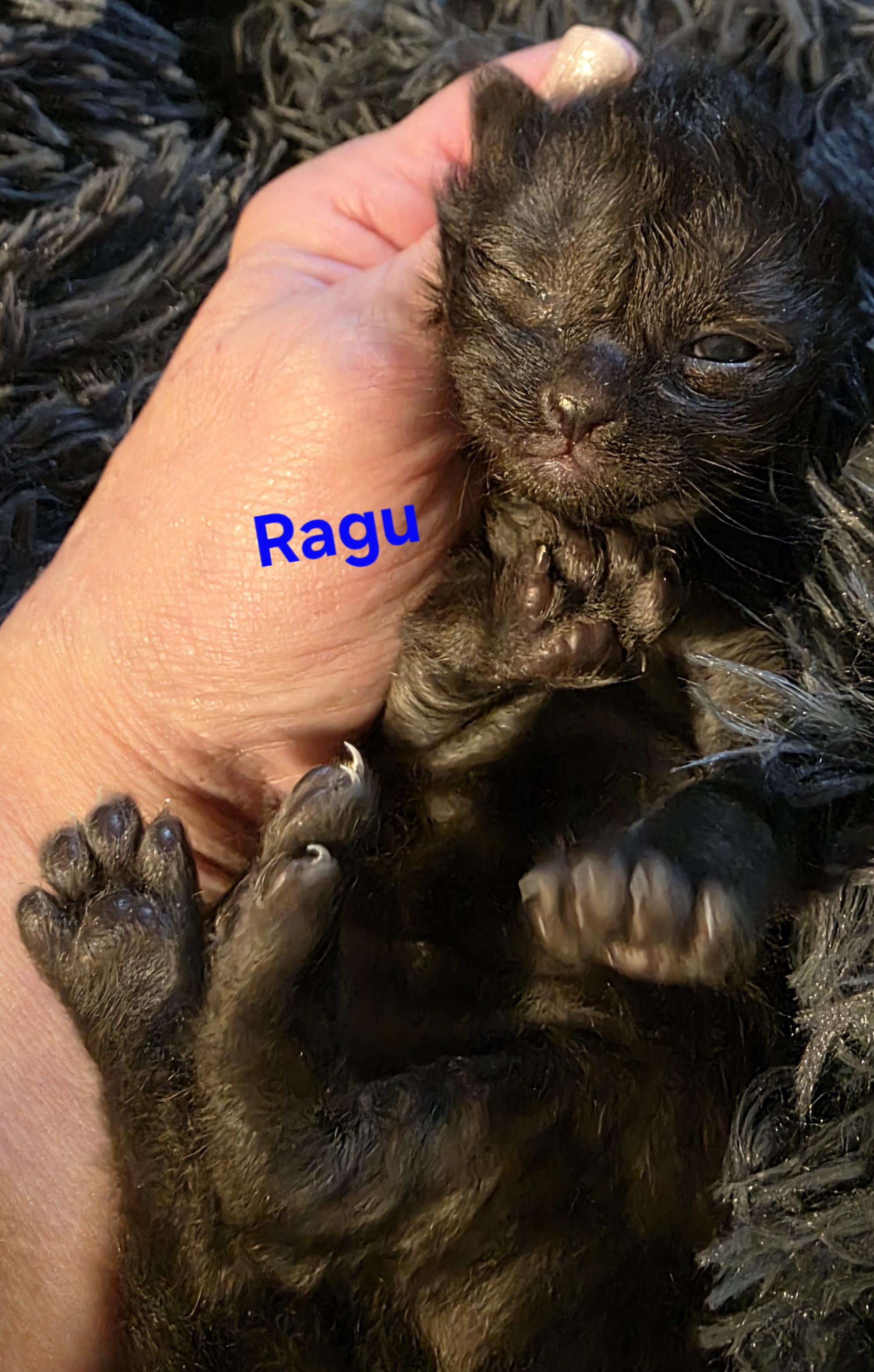 Ragu, a ADOPTABLE Domestic Short Hair in Jamesville, NY image 2/2