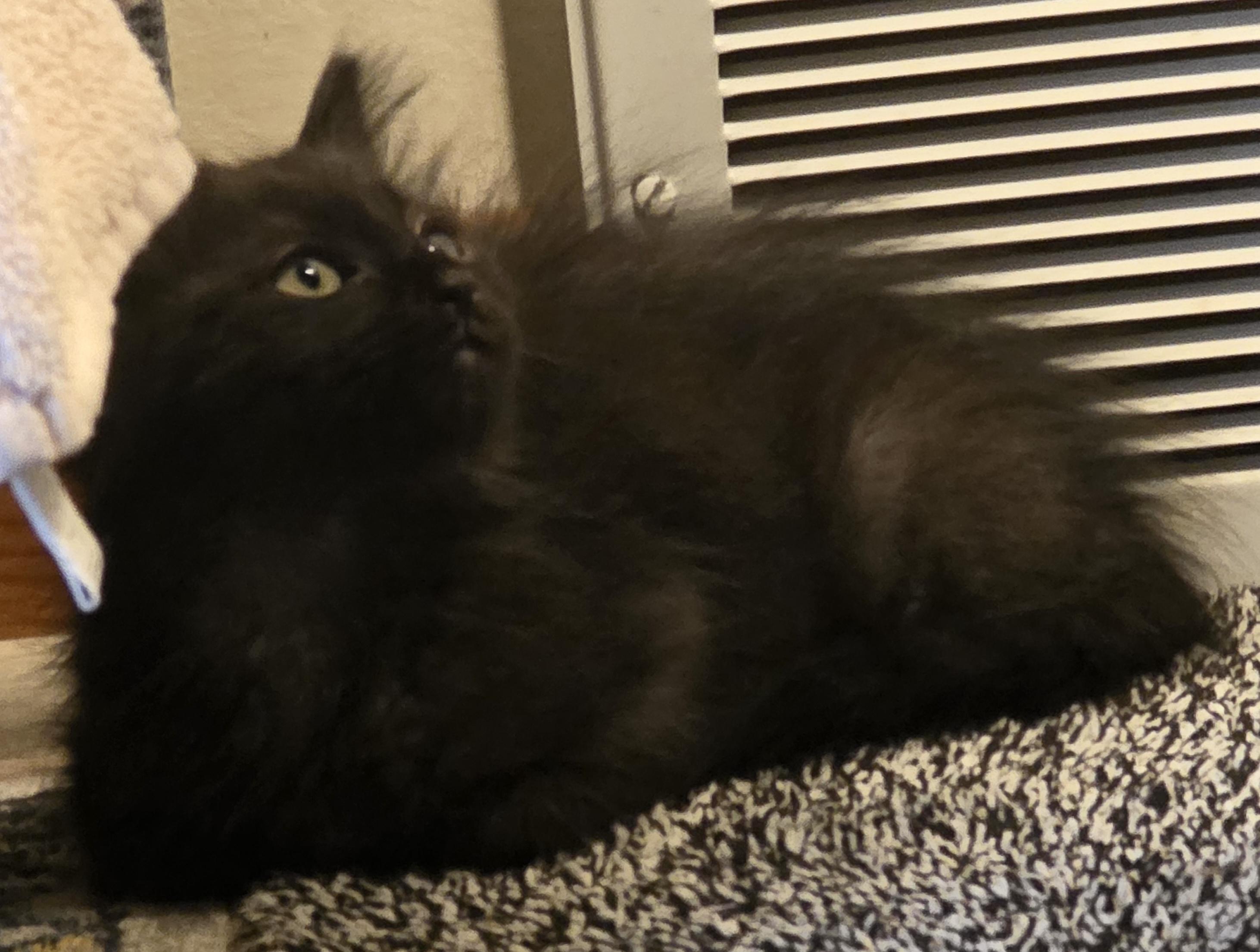 Enlarge Ragu, a Adoptable Domestic Medium Hair in Jamesville, NY image 2/5