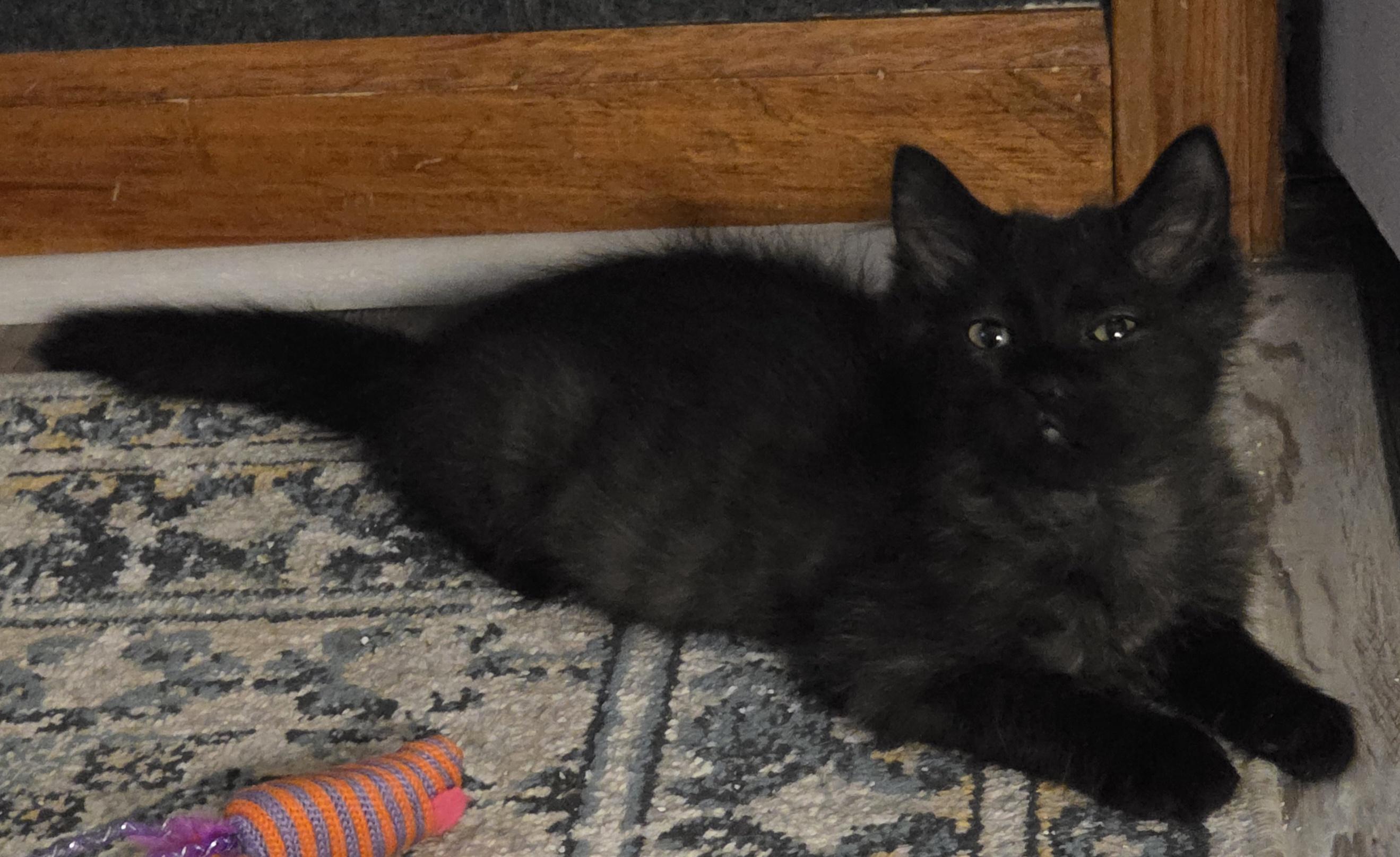 Ragu, Adoptable, Young Male Domestic Medium Hair.