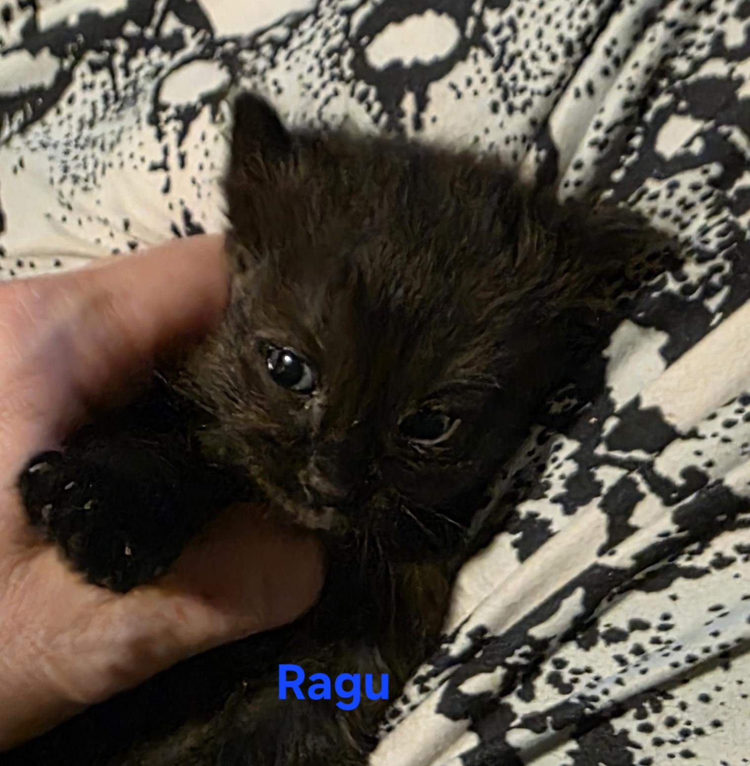 Ragu, a ADOPTABLE Domestic Short Hair in Jamesville, NY image 1/2