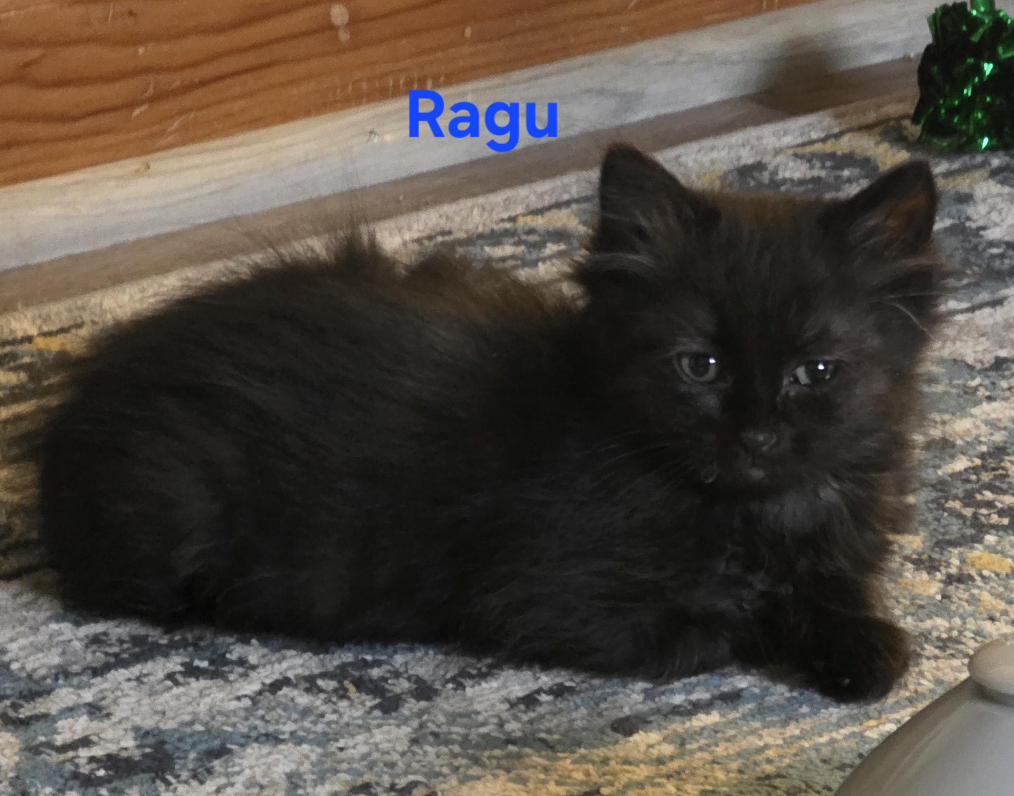 Ragu, ADOPTABLE, Kitten Male Domestic Medium Hair.