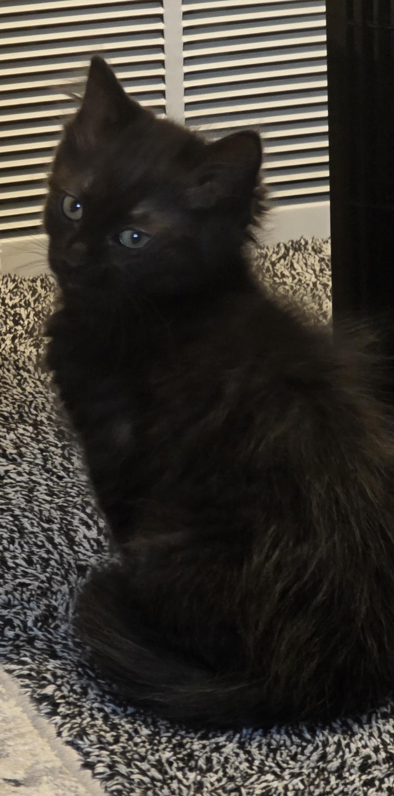 Enlarge Ragu, a Adoptable Domestic Medium Hair in Jamesville, NY image 4/5