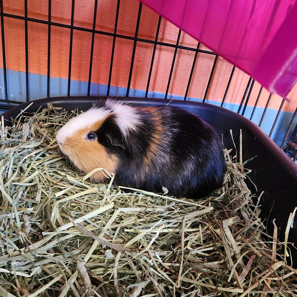 Enlarge Duke, a Adoptable Guinea Pig in Brockton, MA image 1/1