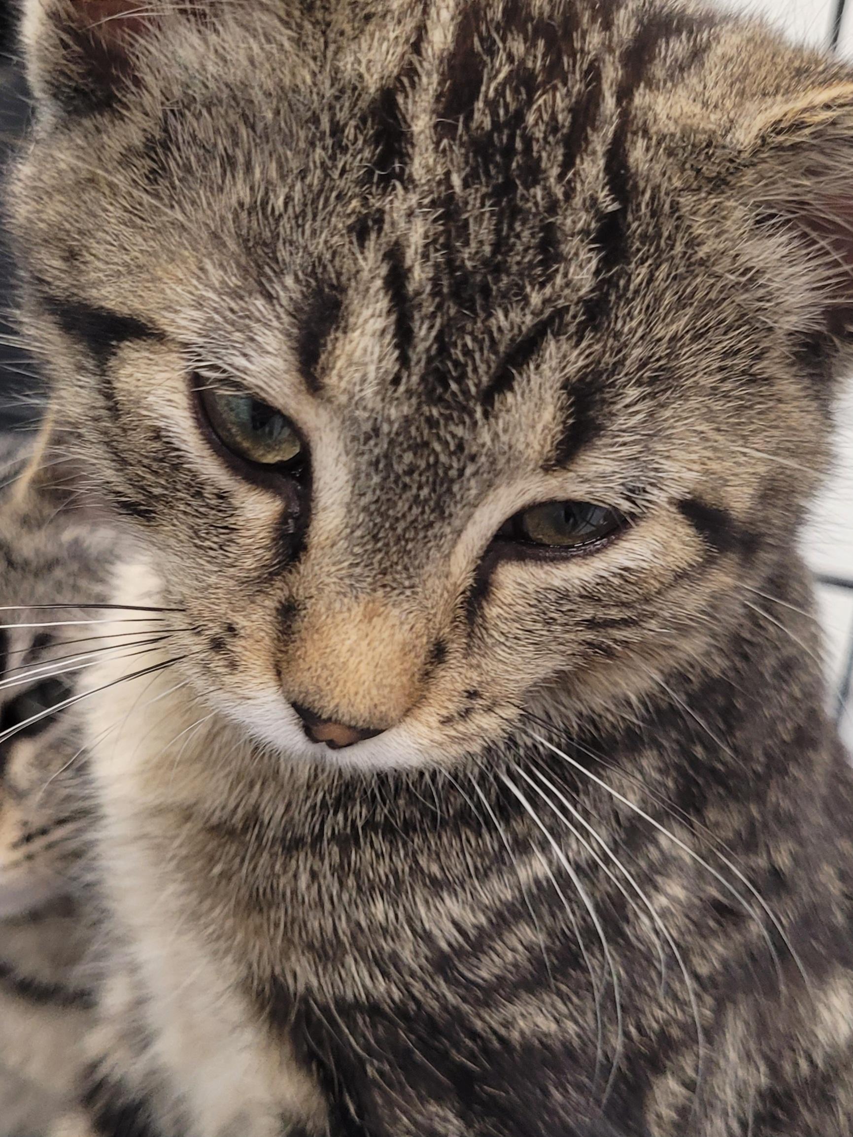 Liberty, Adoptable, Kitten Male Tabby.