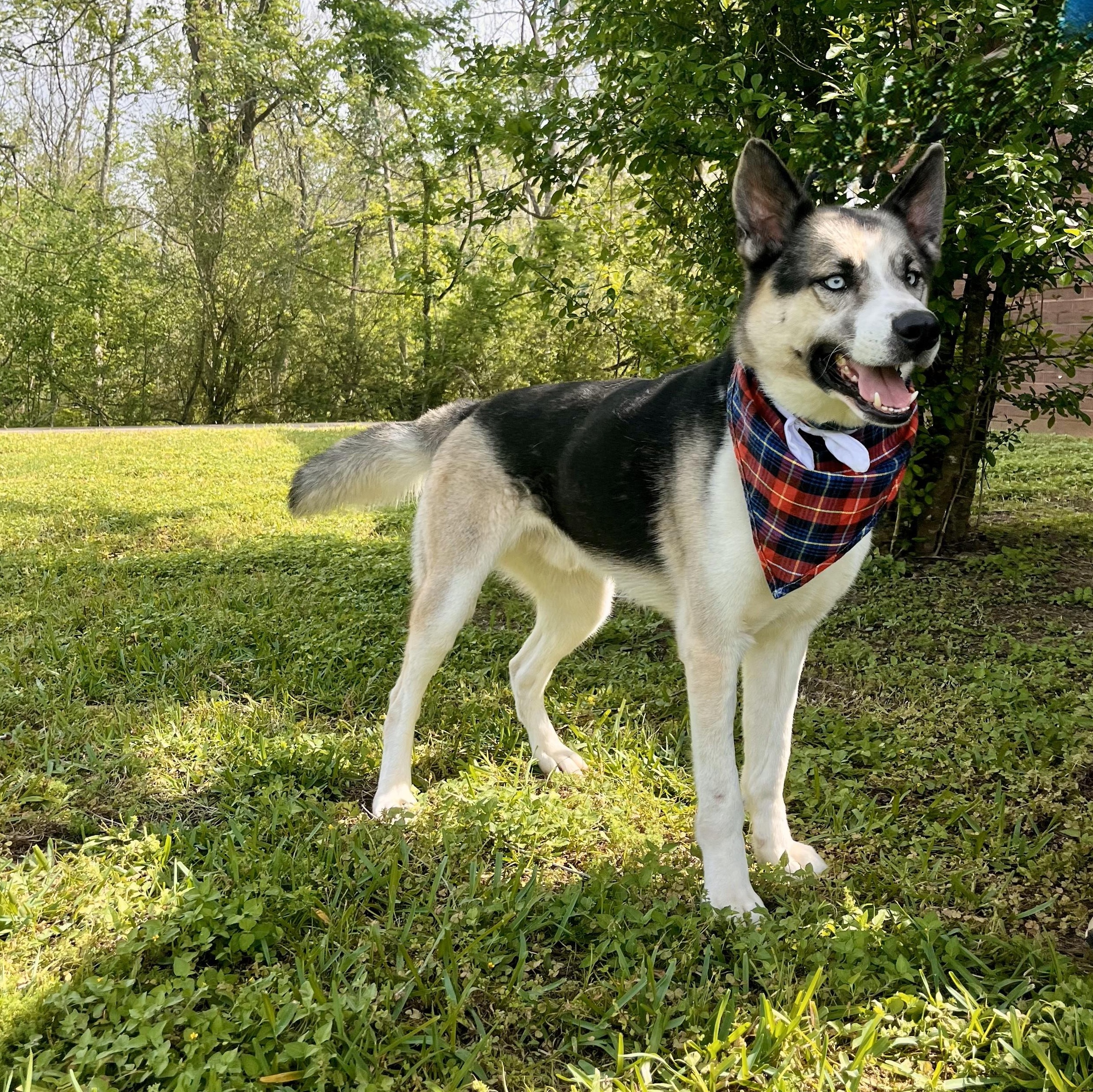 Bandelier — thumbnail 2
