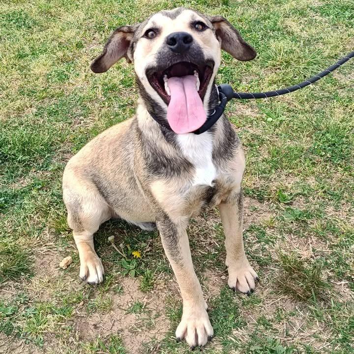 Enlarge Harry, a Adoptable mixed breed in Springdale, AR image 1/6