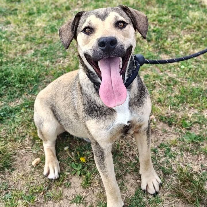 Enlarge Harry, a Adoptable mixed breed in Springdale, AR image 2/6