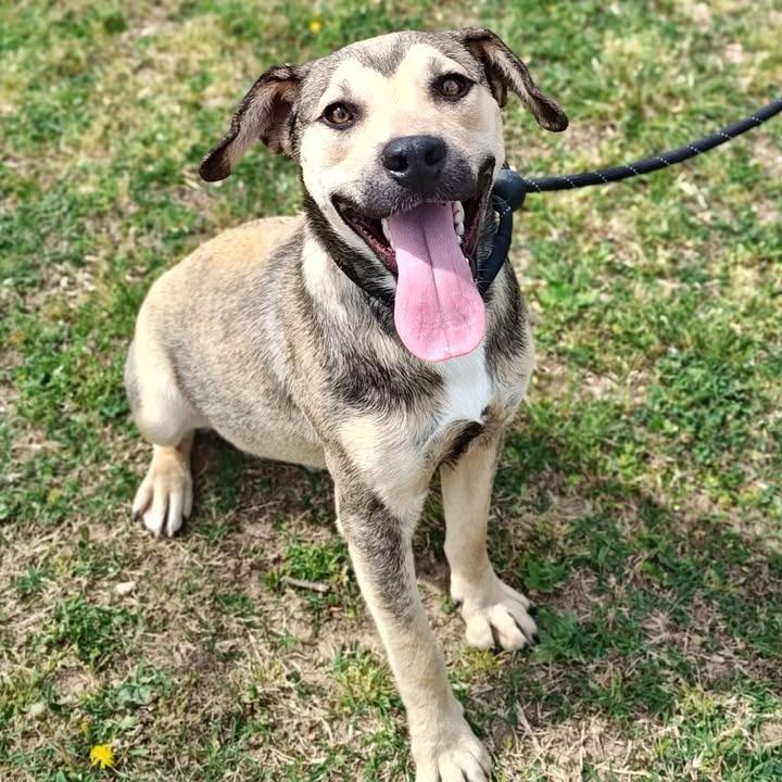 Enlarge Harry, a Adoptable mixed breed in Springdale, AR image 3/6