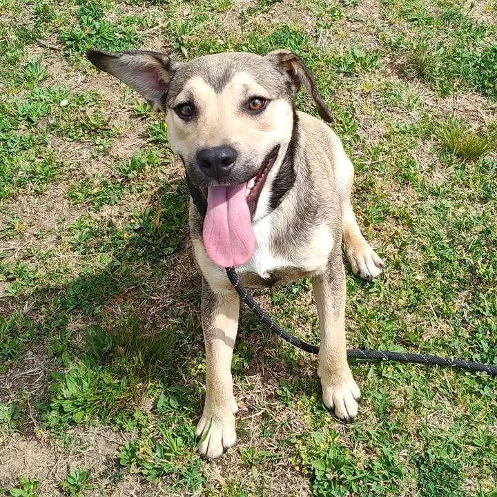 Enlarge Harry, a Adoptable mixed breed in Springdale, AR image 4/6