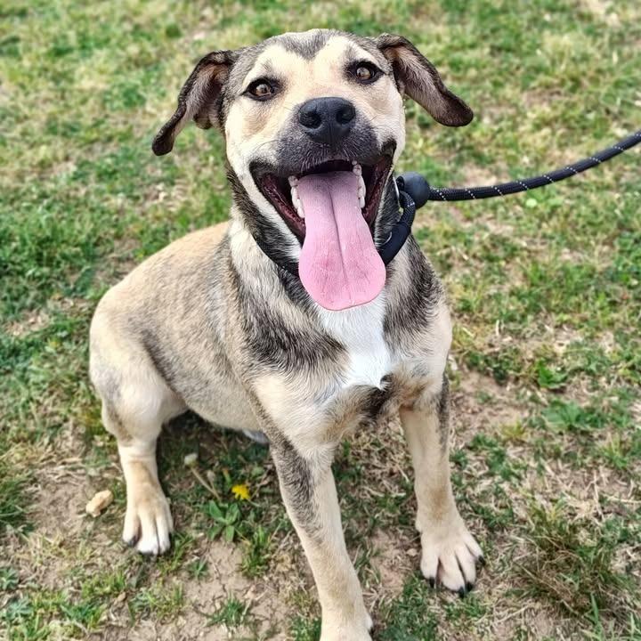 Enlarge Harry, a Adoptable mixed breed in Springdale, AR image 5/6