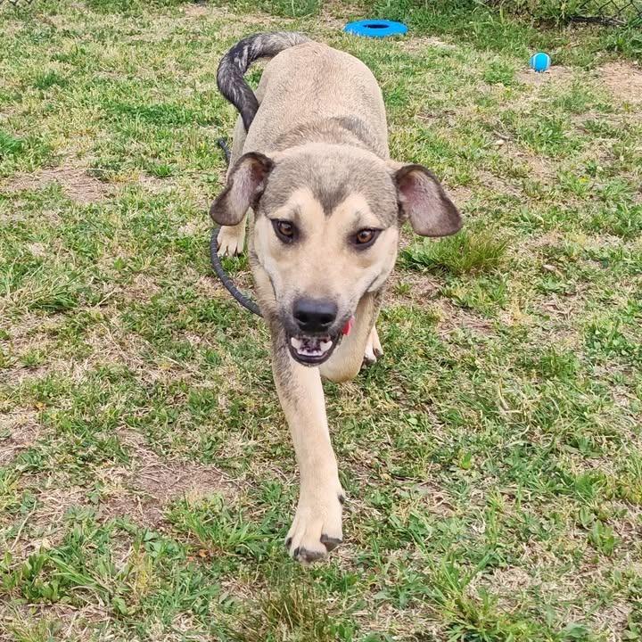Enlarge Harry, a Adoptable mixed breed in Springdale, AR image 6/6