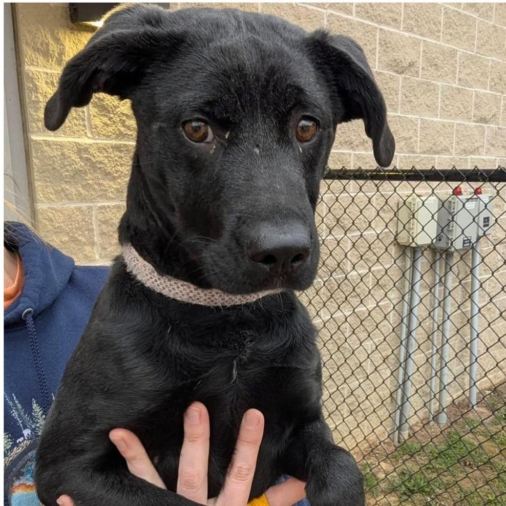 CAOS  Available NOW - ADOPTION or RESCUE!, Adoptable, Young Female Mixed Breed.