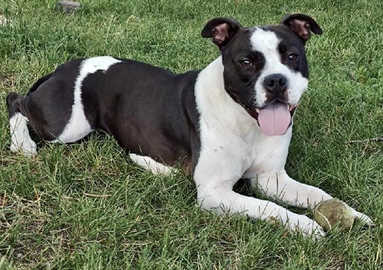 Myrtle, Adoptable, Adult Female Mixed Breed & Mixed Breed.