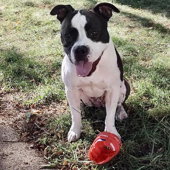 Enlarge Myrtle, a Adoptable mixed breed in Yankton, SD image 2/6