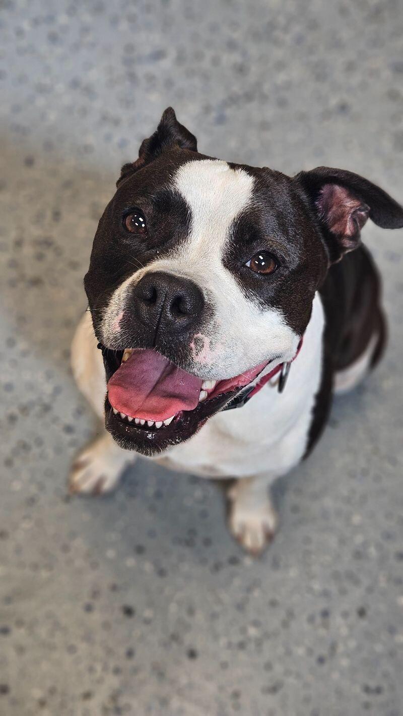 Enlarge Myrtle, a Adoptable mixed breed in Yankton, SD image 4/6