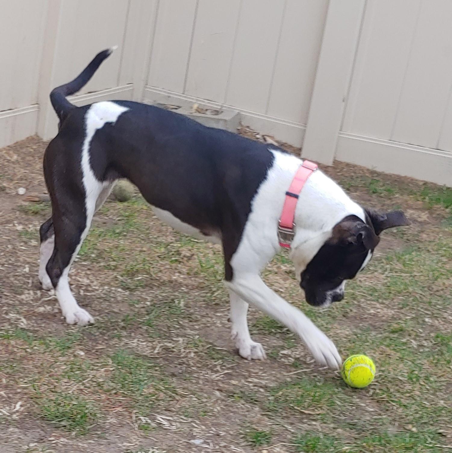Enlarge Myrtle, a Adoptable mixed breed in Yankton, SD image 5/6