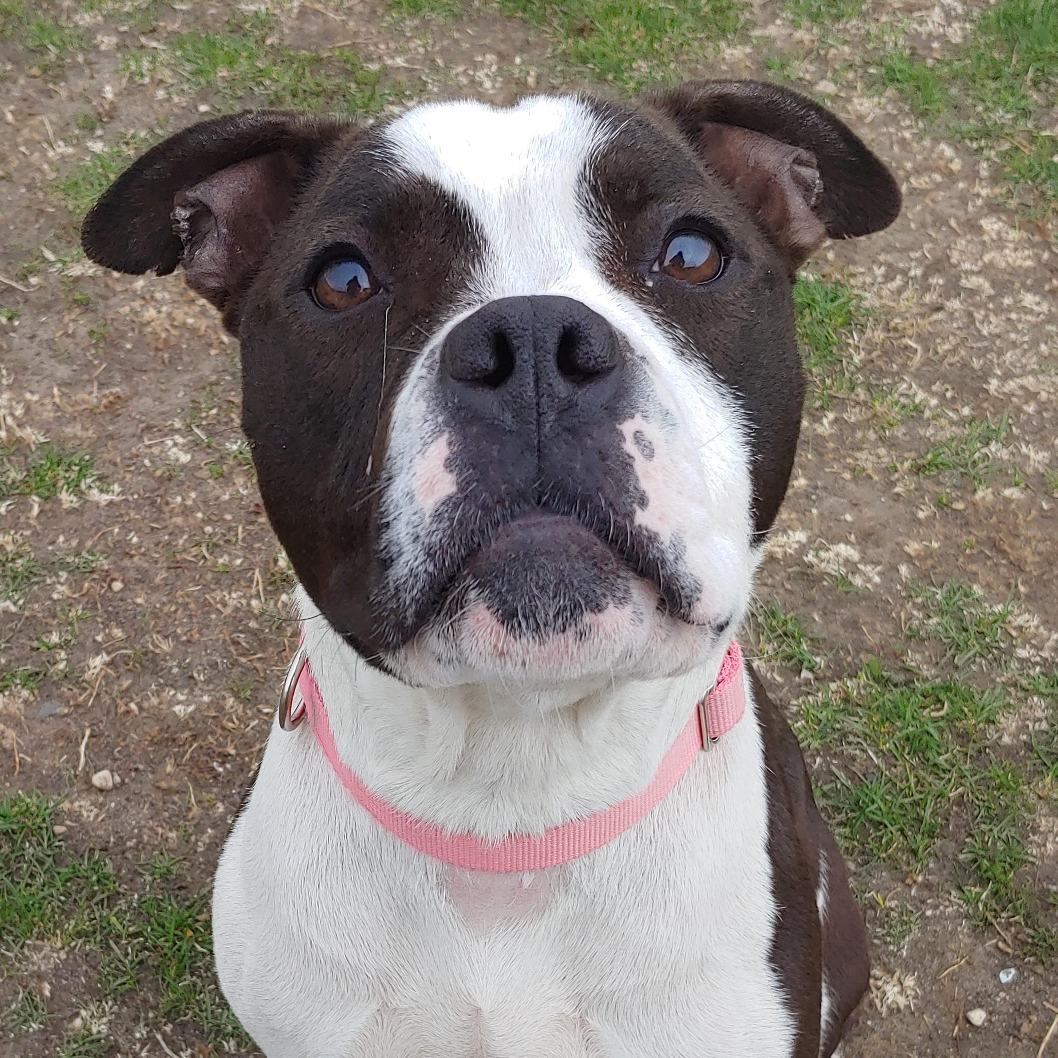 Enlarge Myrtle, a Adoptable mixed breed in Yankton, SD image 6/6