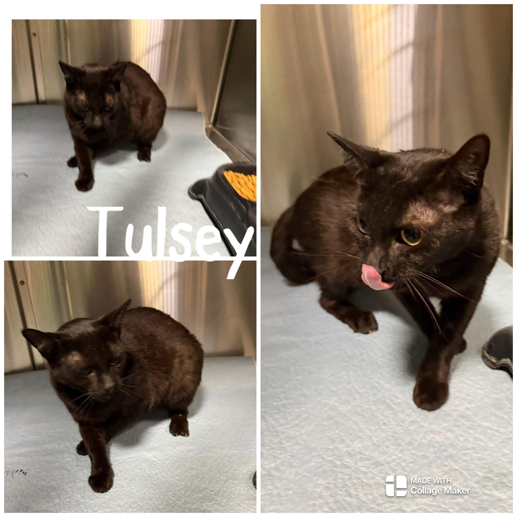 Enlarge Tulsey, a ADOPTABLE Domestic Short Hair in Saint James, MO image 2/2