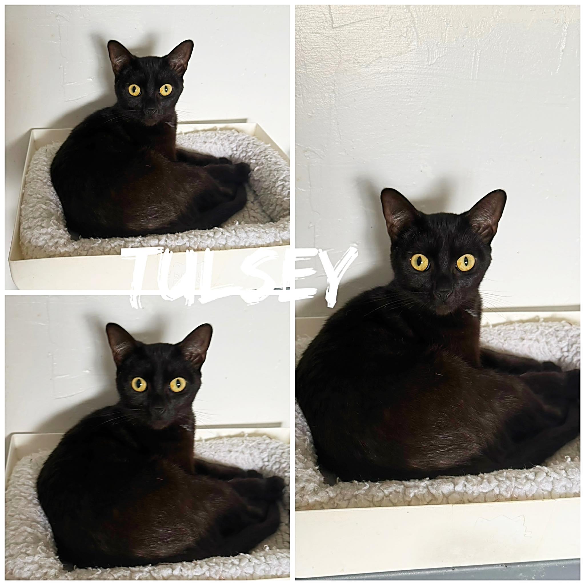 Tulsey, ADOPTABLE, Adult Female Domestic Short Hair.