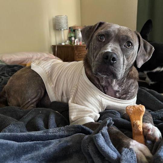 Moo Deng, Adoptable, Adult Female American Bulldog & Mixed Breed.