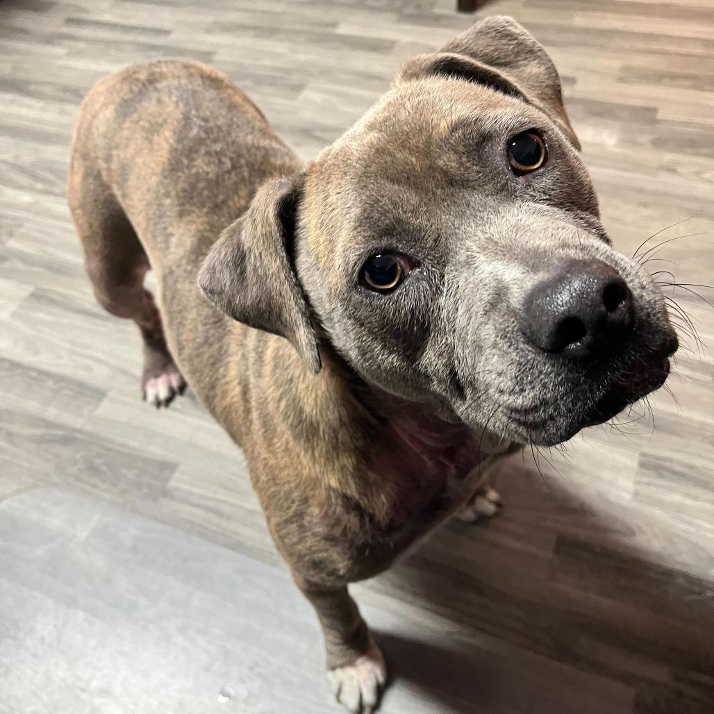 Moo Deng, a Adoptable mixed breed in Carencro, LA image 2/6