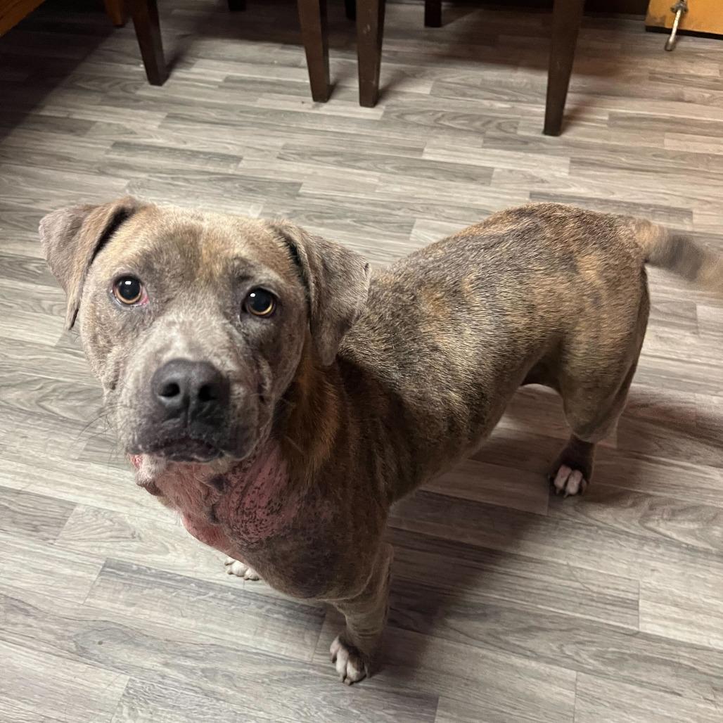 Moo Deng, a Adoptable mixed breed in Carencro, LA image 3/6
