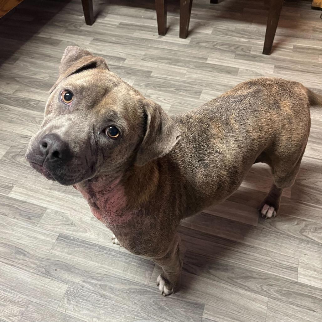 Moo Deng, a Adoptable mixed breed in Carencro, LA image 4/6