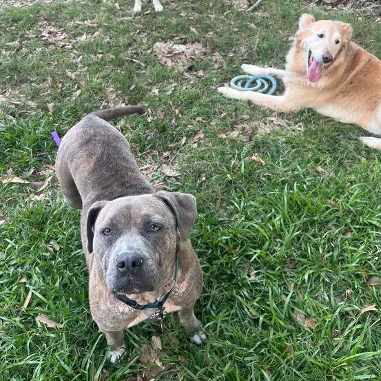 Moo Deng, a Adoptable mixed breed in Carencro, LA image 5/6