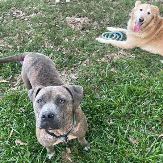 Moo Deng, a Adoptable mixed breed in Carencro, LA image 6/6