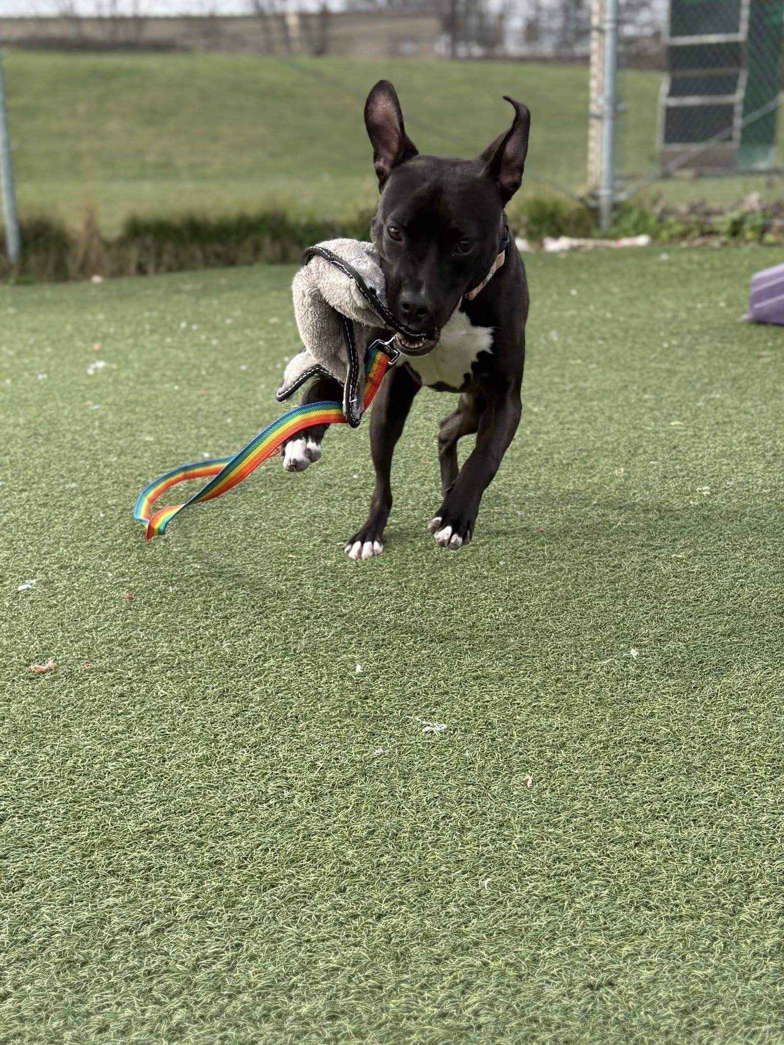 Enlarge Lala, an adoptable mixed breed in Cleveland, OH image 2/6