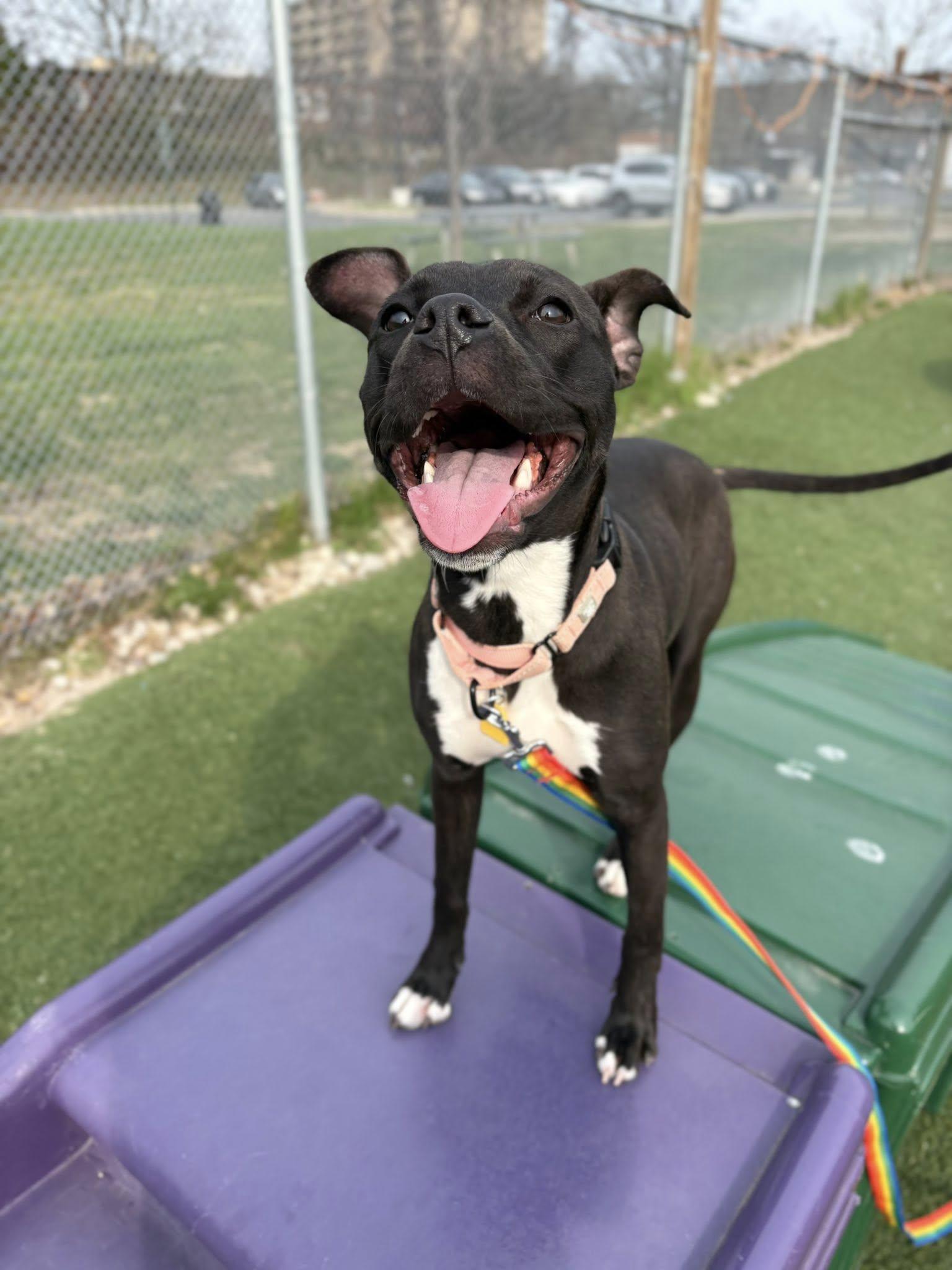 Enlarge Lala, an adoptable mixed breed in Cleveland, OH image 1/6