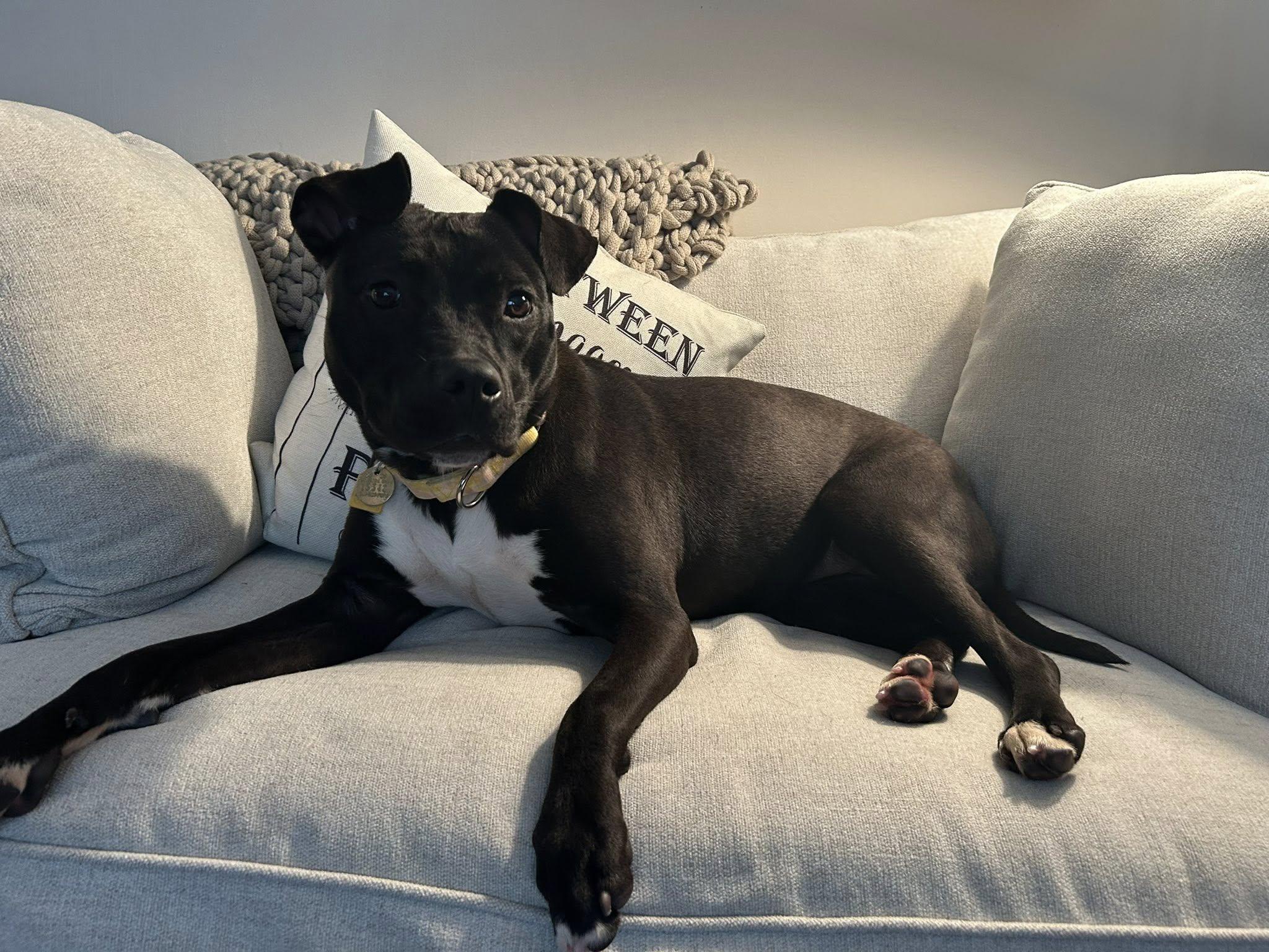 Enlarge Lala, an adoptable mixed breed in Cleveland, OH image 4/6