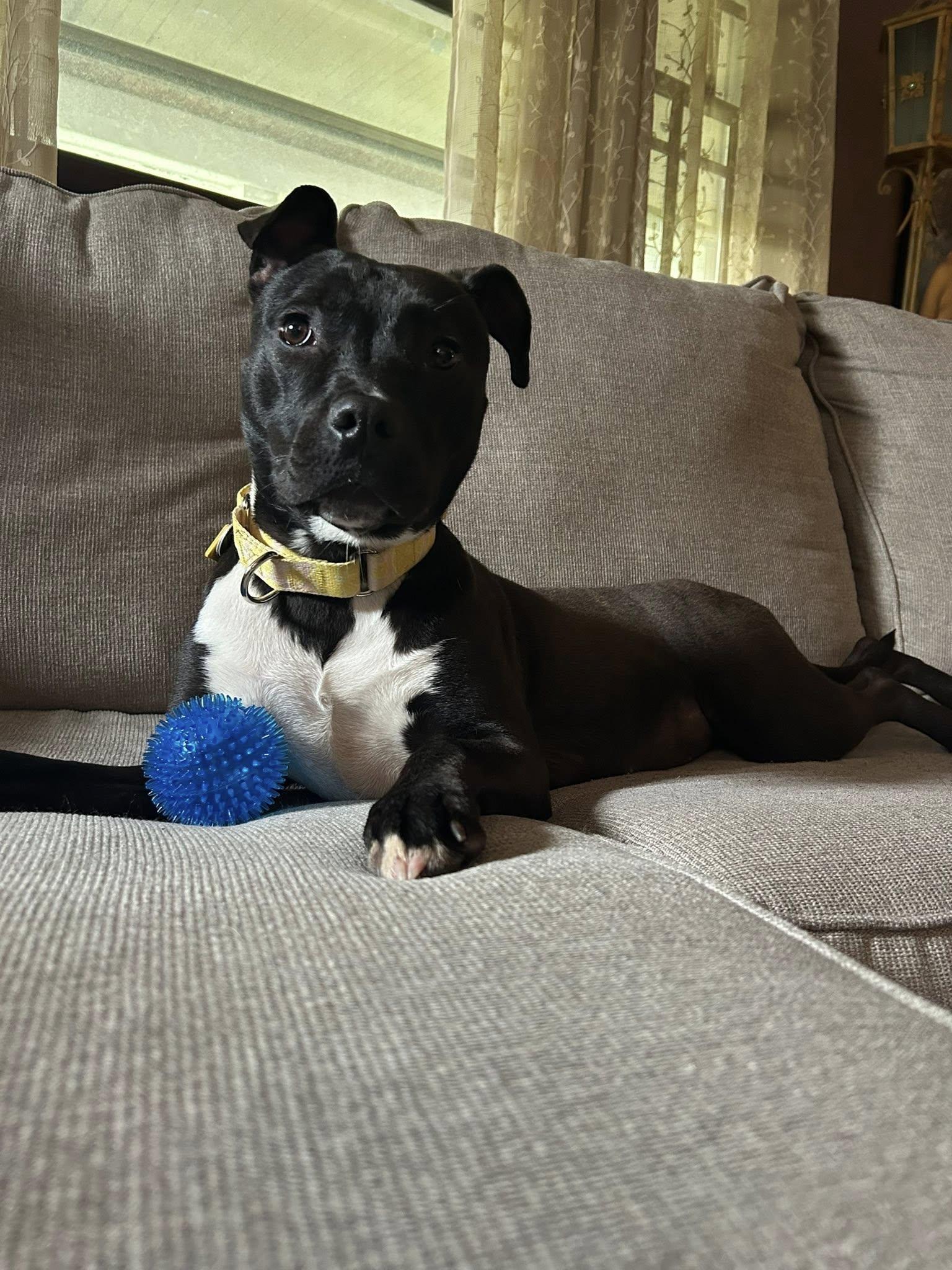 Enlarge Lala, an adoptable mixed breed in Cleveland, OH image 6/6