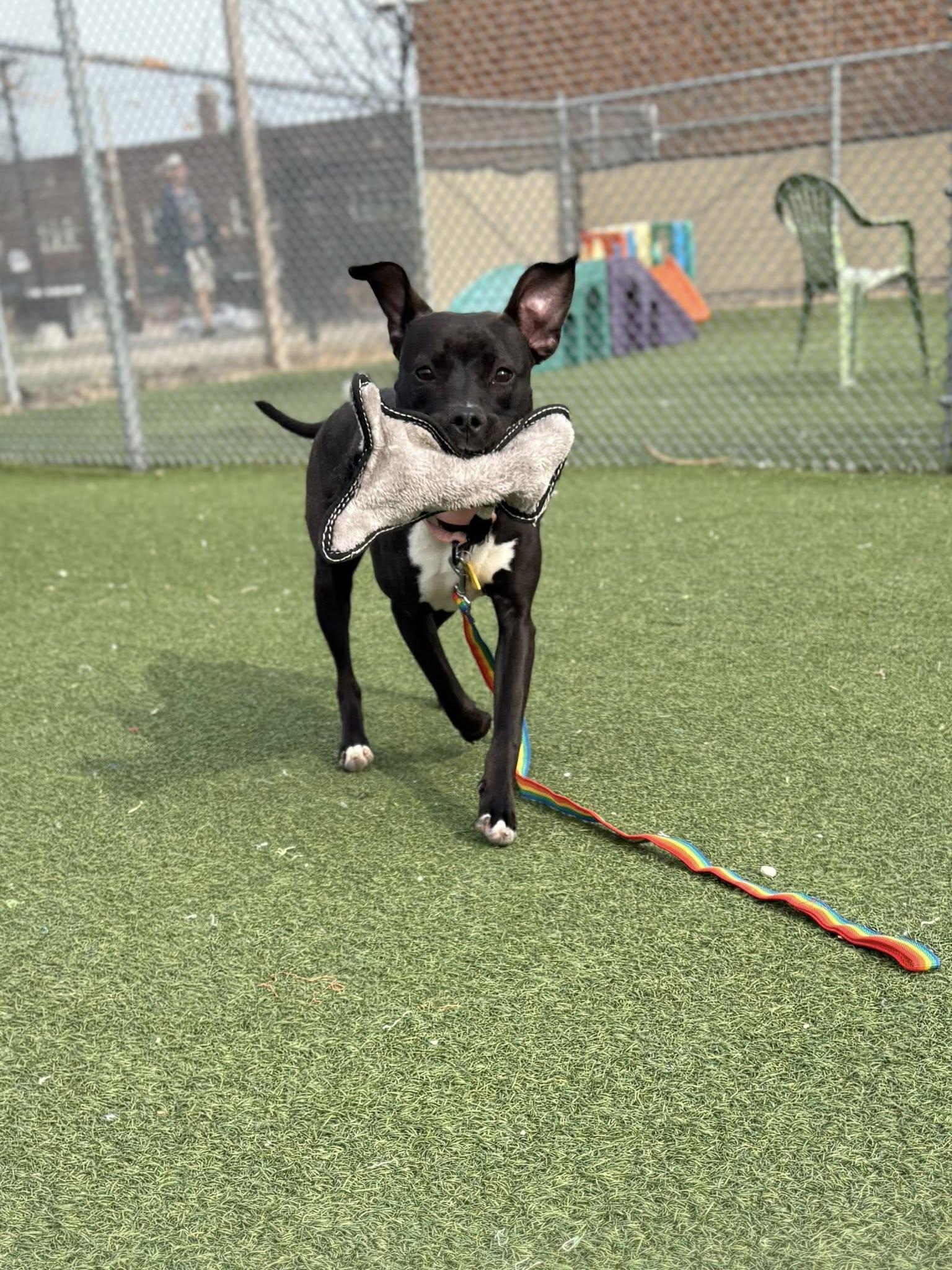 Enlarge Lala, an adoptable mixed breed in Cleveland, OH image 3/6