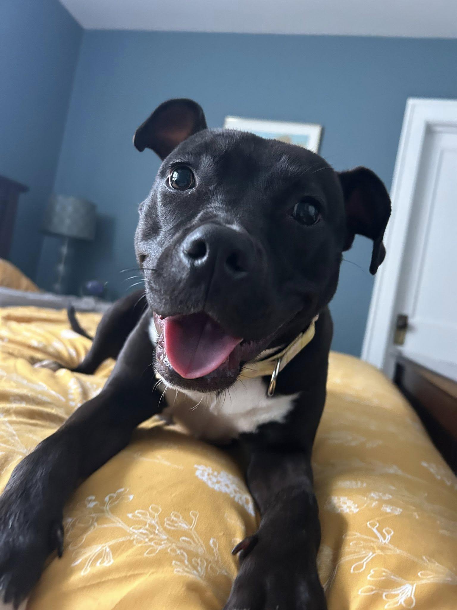 Enlarge Lala, an adoptable mixed breed in Cleveland, OH image 5/6