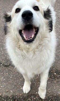 Rocco, a Adoptable Great Pyrenees in Larkspur, CO image 1/4