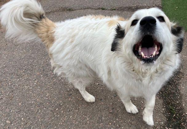 Rocco, a Adoptable Great Pyrenees in Larkspur, CO image 2/4