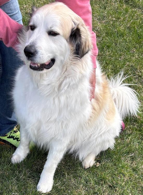 Rocco, a Adoptable Great Pyrenees in Larkspur, CO image 3/4